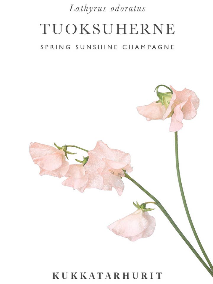 Gourmet parfumée 'Spring Sunshine Champagne' - Lathyrus odoratus pour la vente par Kukkatarhurit