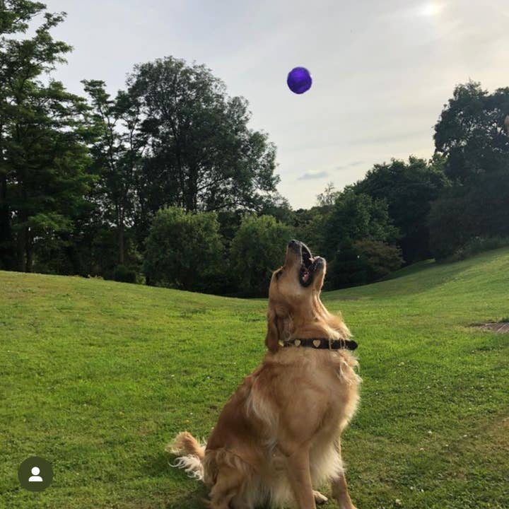 Creature Clothes - Venta al por mayor Collar - Perros - Collar de perro de cuero negro con tachuelas de corazón de latón2