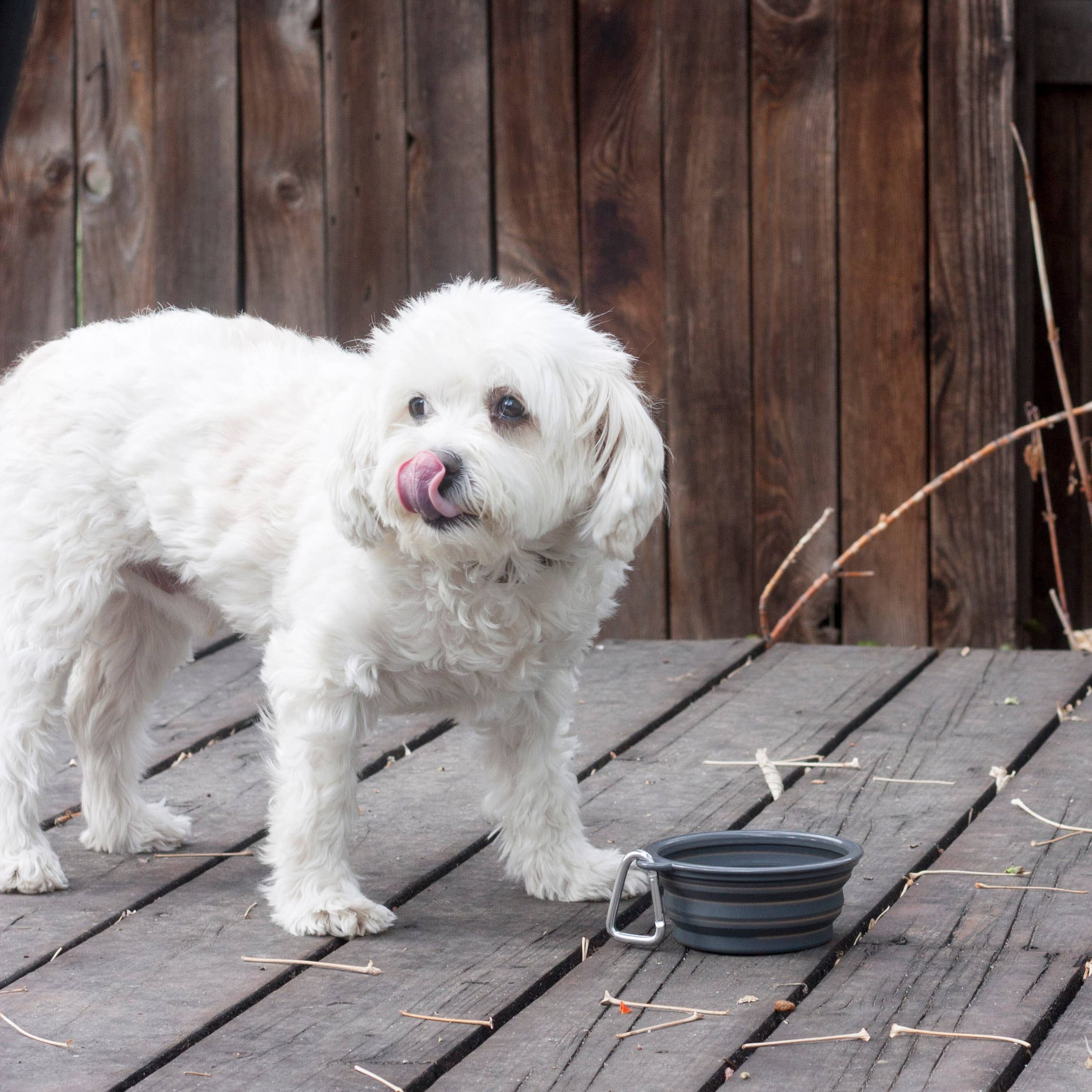 Prima Pets - Vente Gamelle – chat et chien - Petite gamelle pliable pour chien Gris4