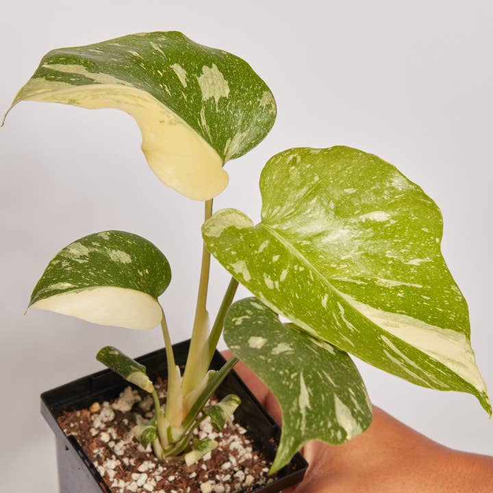 Monstera "Thai Constellation" Variegated Live Houseplants for wholesale by Northland