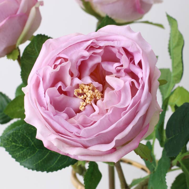 Angel Isabella - Vendita all'ingrosso Fiori finti - Gambo di cavolo rosa Austin inglese Premium Real Touch da 17"