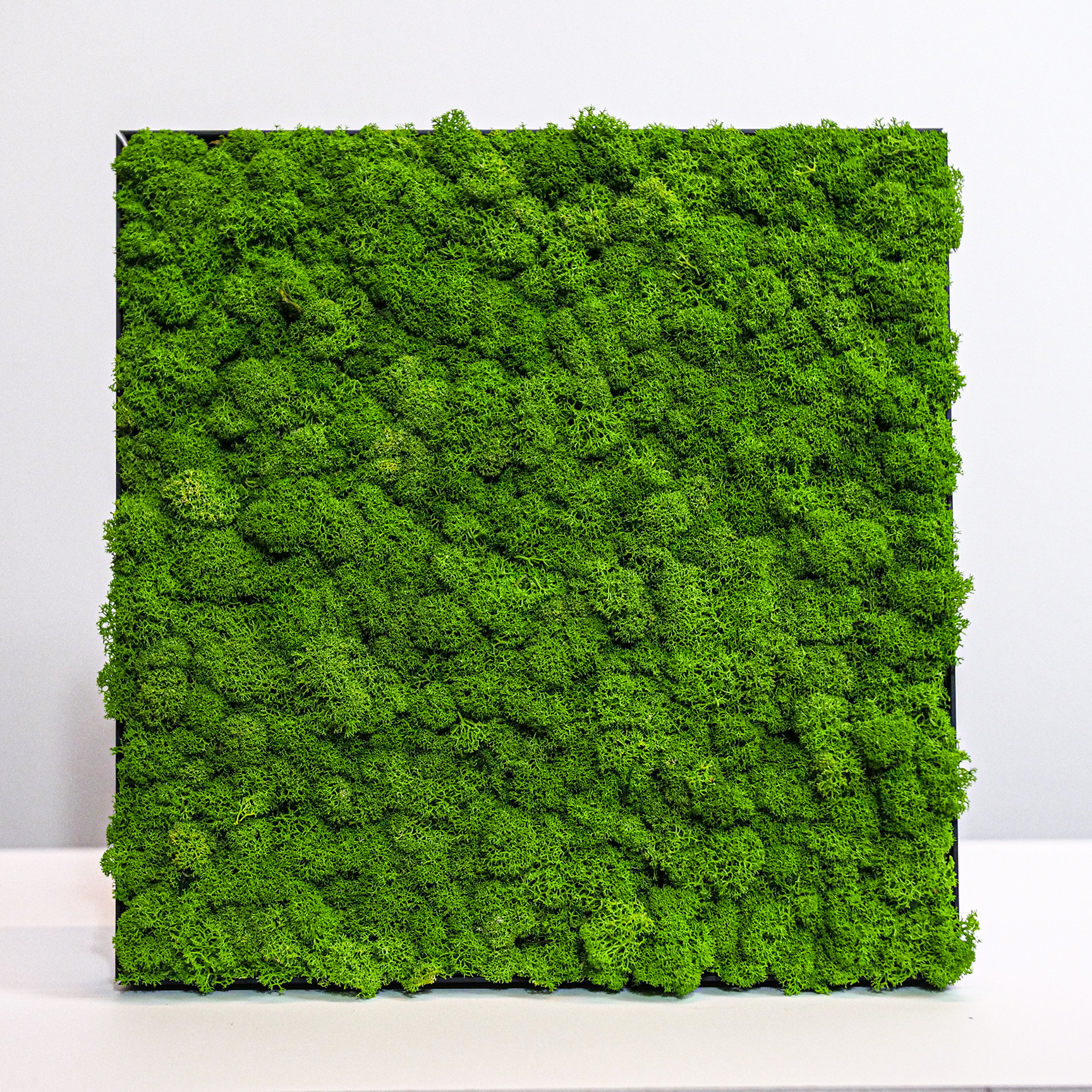 Mossroma – Arte de parede dimensional/3D por atacado – Moldura estabilizada de musgo de rena1