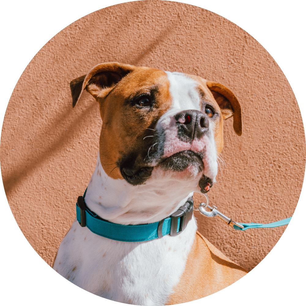 Wildebeest - Wholesale Pet Collar - Dog - Funston Classic Dog Collar9