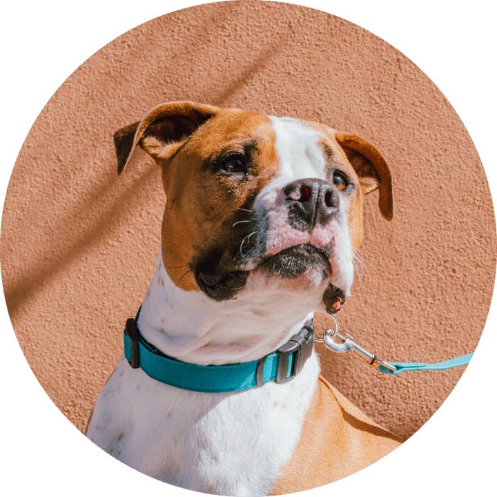 Wildebeest - Wholesale Pet Collar - Dog - Funston Classic Dog Collar9