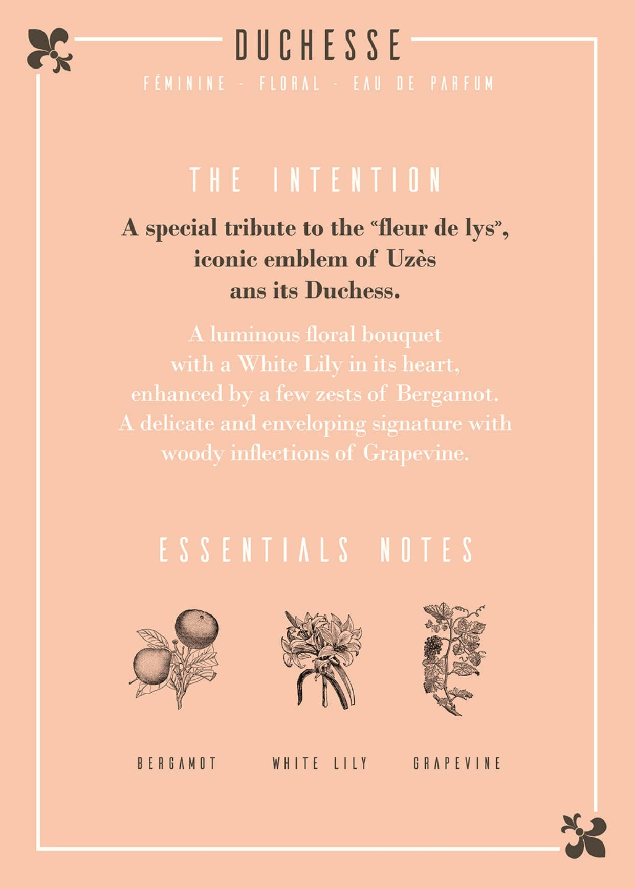 Les Parfums D'Uzège - Wholesale Perfume/Eau de Toilette - Duchesse Eau de Parfum - 50ml4