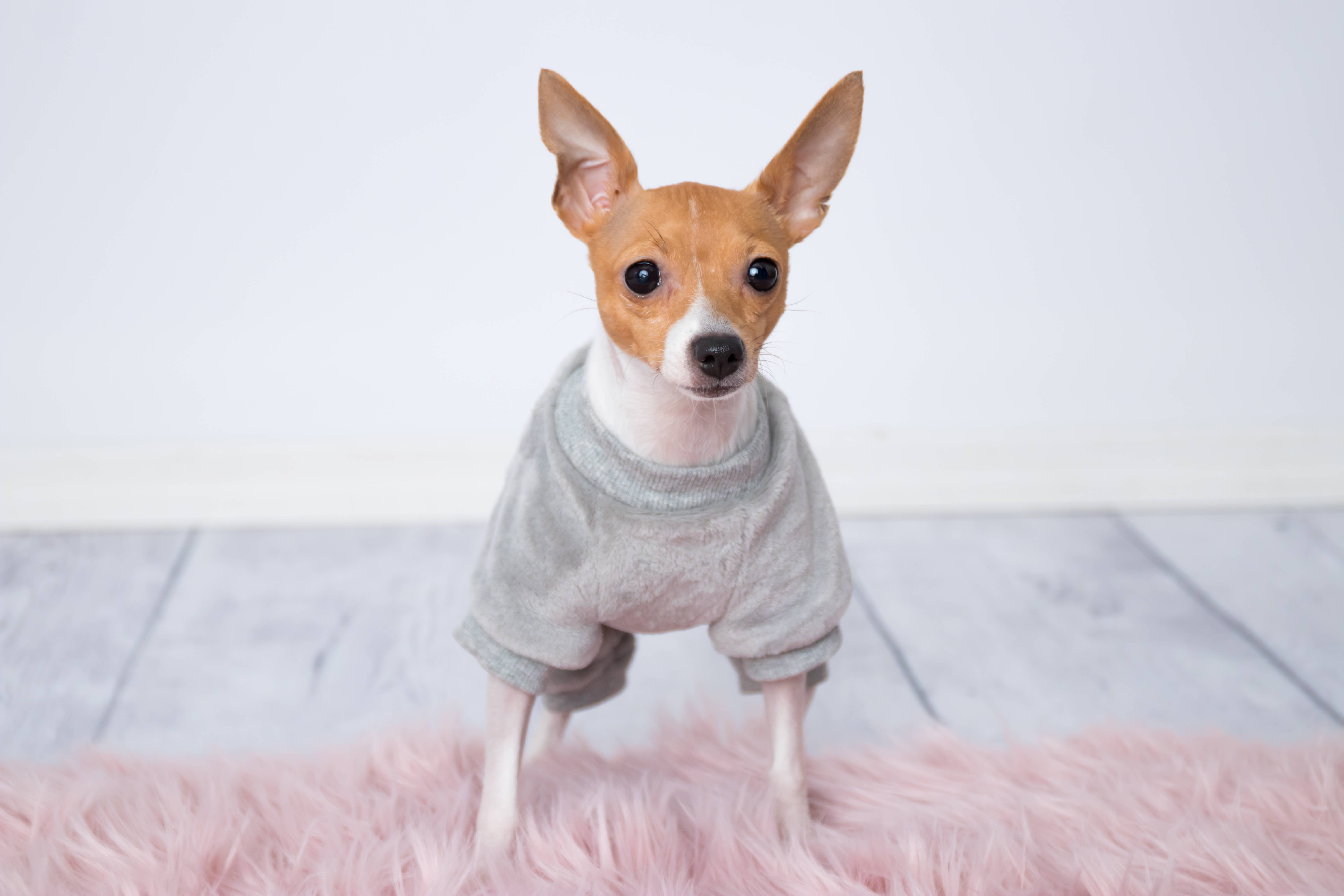 Parisian Pet® - Wholesale Pet Pajamas - Dog - Velour Pajama Cloud Gray – Warm & Fashionable Dog Pajamas3