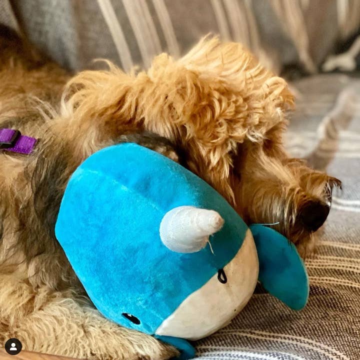 Pet Palette Distribution - Wholesale Pet Plush Toy - Dog - SnugArooz Baby Nikki the Narwhal Plush Dog Toy 5"