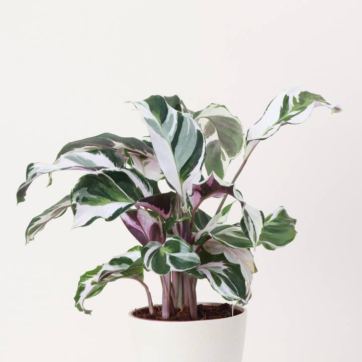 Thorsen's Greenhouse - Wholesale Live Plant - Calathea 'Stella' - Live Plant
