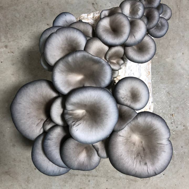 Mycoterra Farm - Wholesale DIY Food Kit - Blue Oyster Mushroom Kit