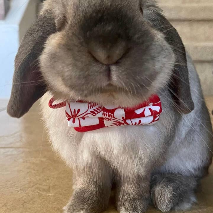 The Bowfessional Inc. - Wholesale Vlinderdas - Kat/Hond - Aloha vlinderdas