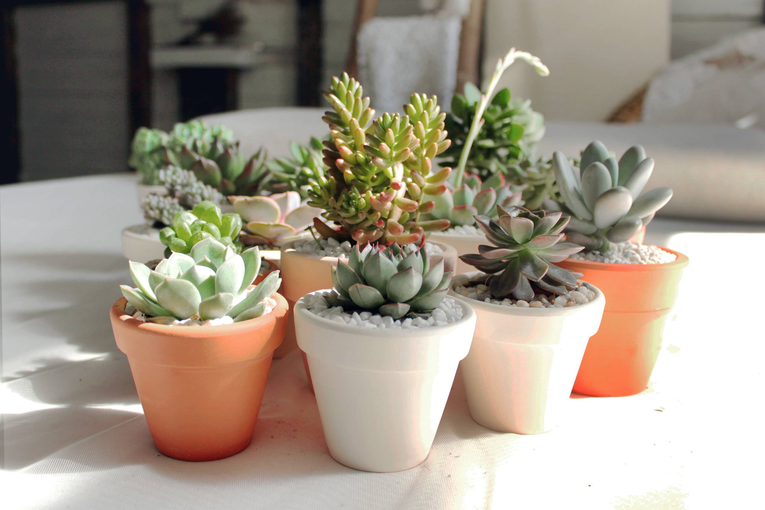 Best Plant Friend - Wholesale Plant Pot - Terracotta Plant Pot 2 inch, Small Clay Pot with Drainage3