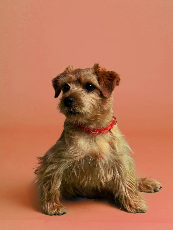 GLIEDERKETTE AUS HARZ für den Großhandel von BAND OF HEARTBREAKERS