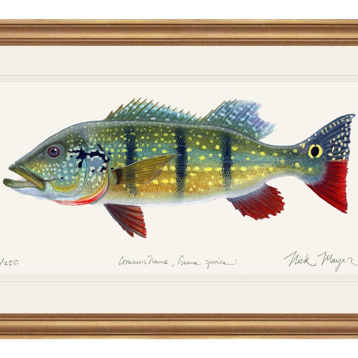 NOVITÀ! Stampa in Edizione Limitata di Peacock Bass per la vendita all'ingrosso da parte di Nick Mayer Art