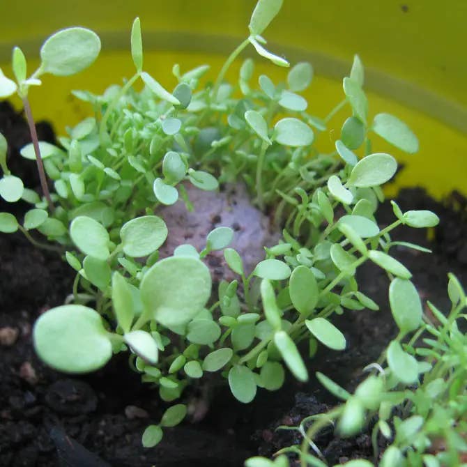 Plantables and Paper - Wholesale Plant Seeds - Holiday and Christmas Wildflower Stocking Stuffer Seed bombs5