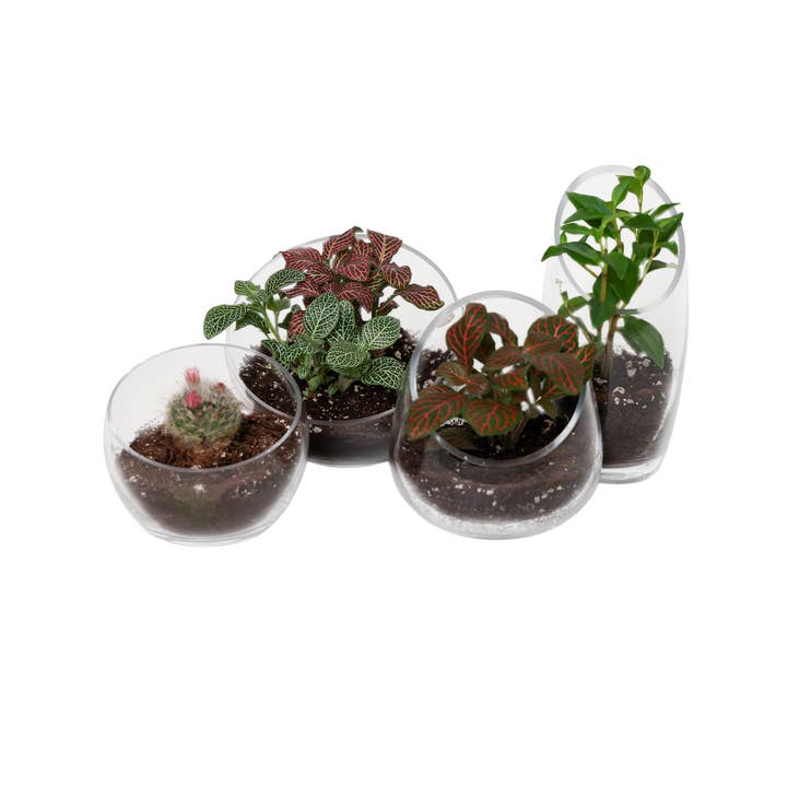 Bol en verre transparent pour terrarium de succulentes et cactus pour la vente par Chive Canada