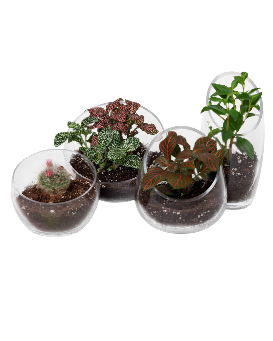 Chive Canada - Wholesale Terrarium - Clear Glass Terrarium Bowl For Succulents And Cactus