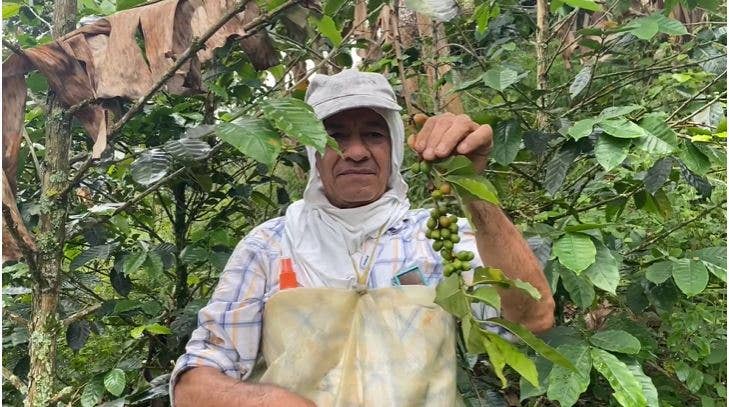 Café Las Margaritas - Wholesale Coffee Beans - 9x1 kilos of coffee beans from Colombia of farm origin12