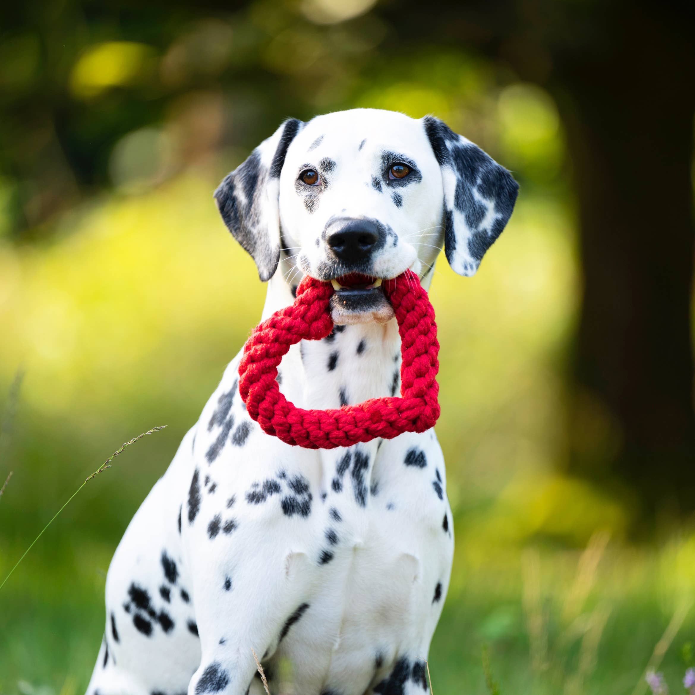 LABONI - Volentis GmbH - Wholesale Pet Rope Toy - Dog - Hertha Heart2