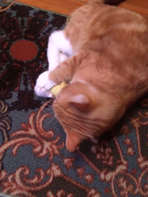 Enriched Macaroni Products - Wholesale Pet Toy - Cat - Catnip Chinese Dumpling2