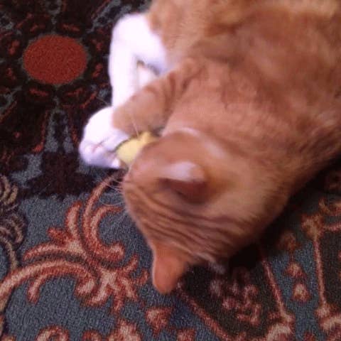 Enriched Macaroni Products - Wholesale Pet Toy - Cat - Catnip Chinese Dumpling2