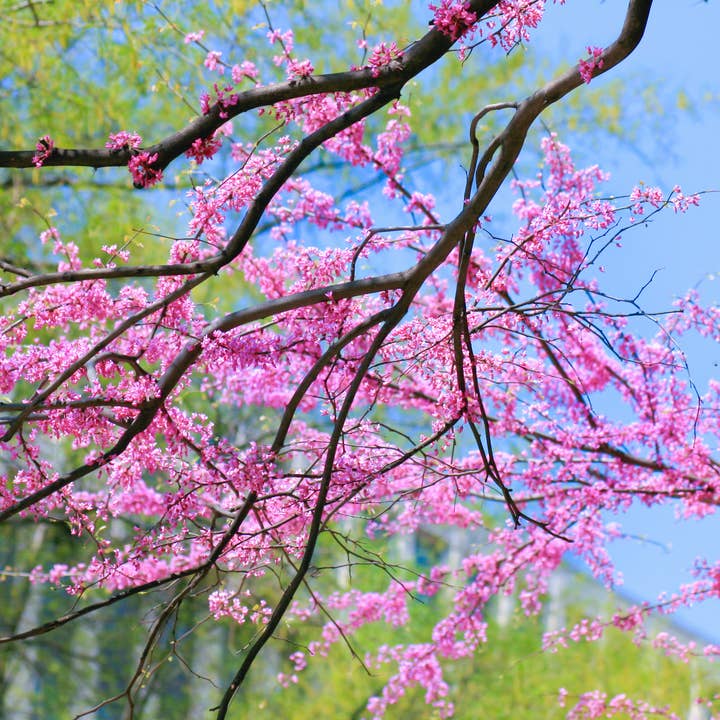 Rosa Bloom Fotografi Konst Multi-Size Väggdekor Tryck för wholesale av Hope Decor