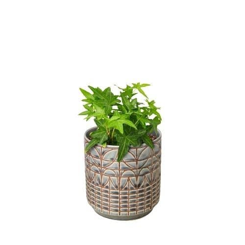 House Plant Wholesale WEST - Wholesale Live Plant - English Ivy Green California