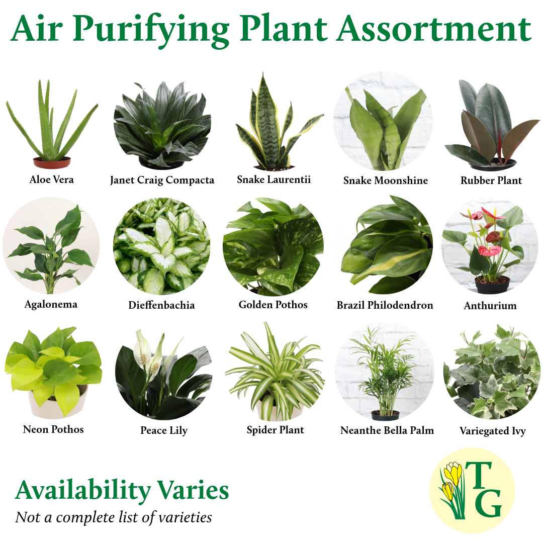 Thorsen's Greenhouse - Wholesale Live Plant - Air Purifying Houseplant Assortment - 4" Live Plants2
