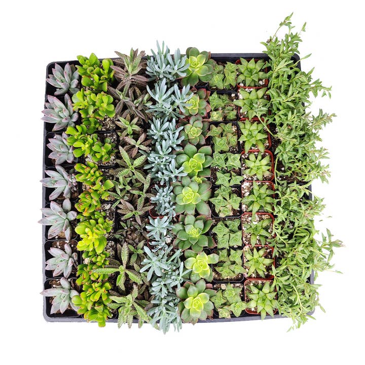 Best Plant Friend - Wholesale Succulent - Random Succulent Tray - 64 Live Bulk Succulents - 2in Pot