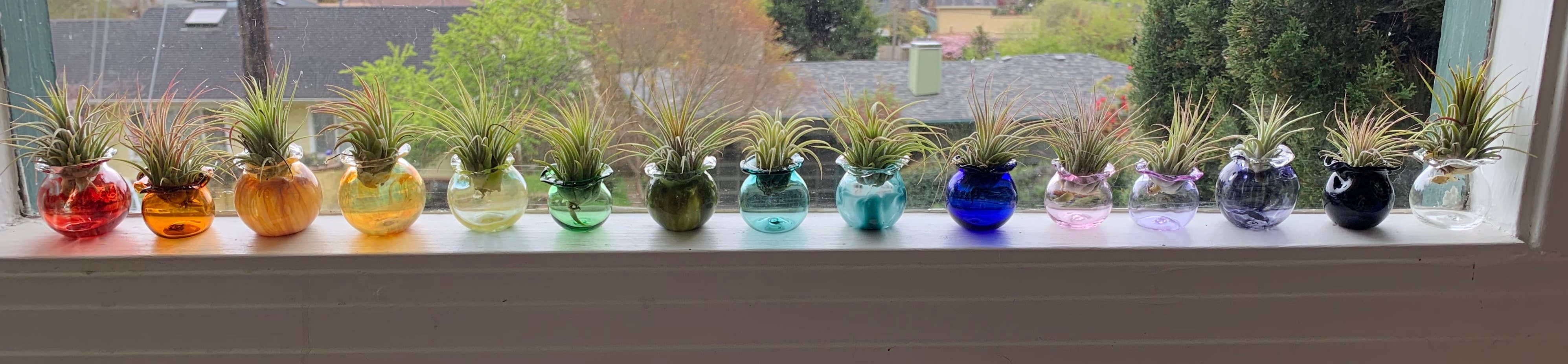 Terrapin Glass Gardens - Wholesale Live Plant - Glass jellyfish vessels with live air plants3