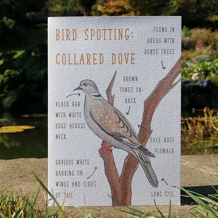 Fågelskådning: Collared Dove Blank hälsningskort för wholesale av Little Plover
