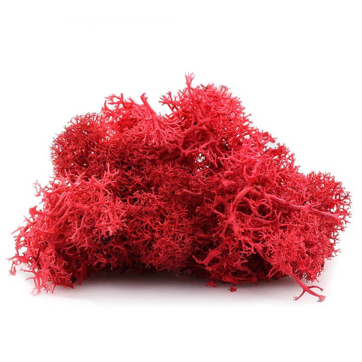 Dutch Flower Lady - Wholesale Dried/Pressed Flowers - Preserved Reindeer Moss 6 choose from colors9