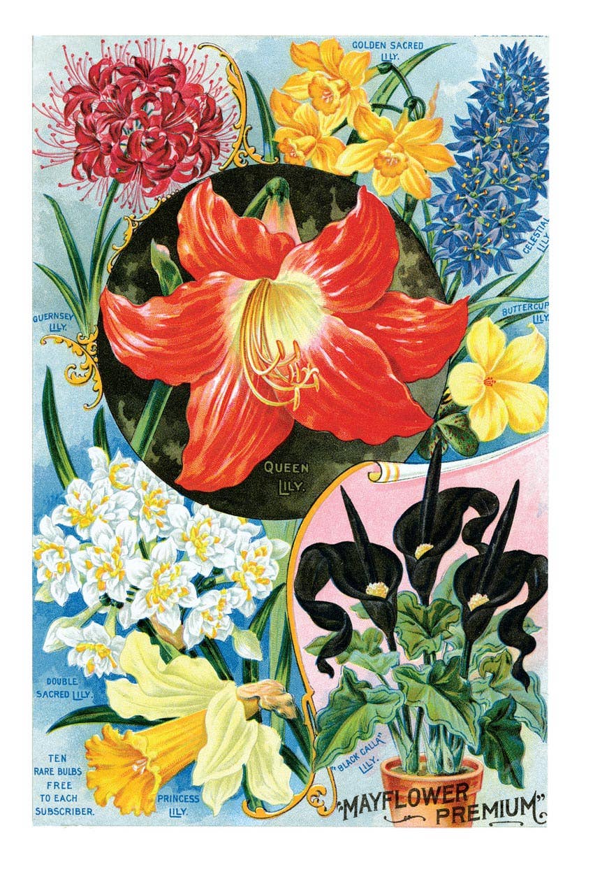 Laughing Elephant - Wholesale Everyday Greeting Card - Flowers from Bulbs - Flowers Card1