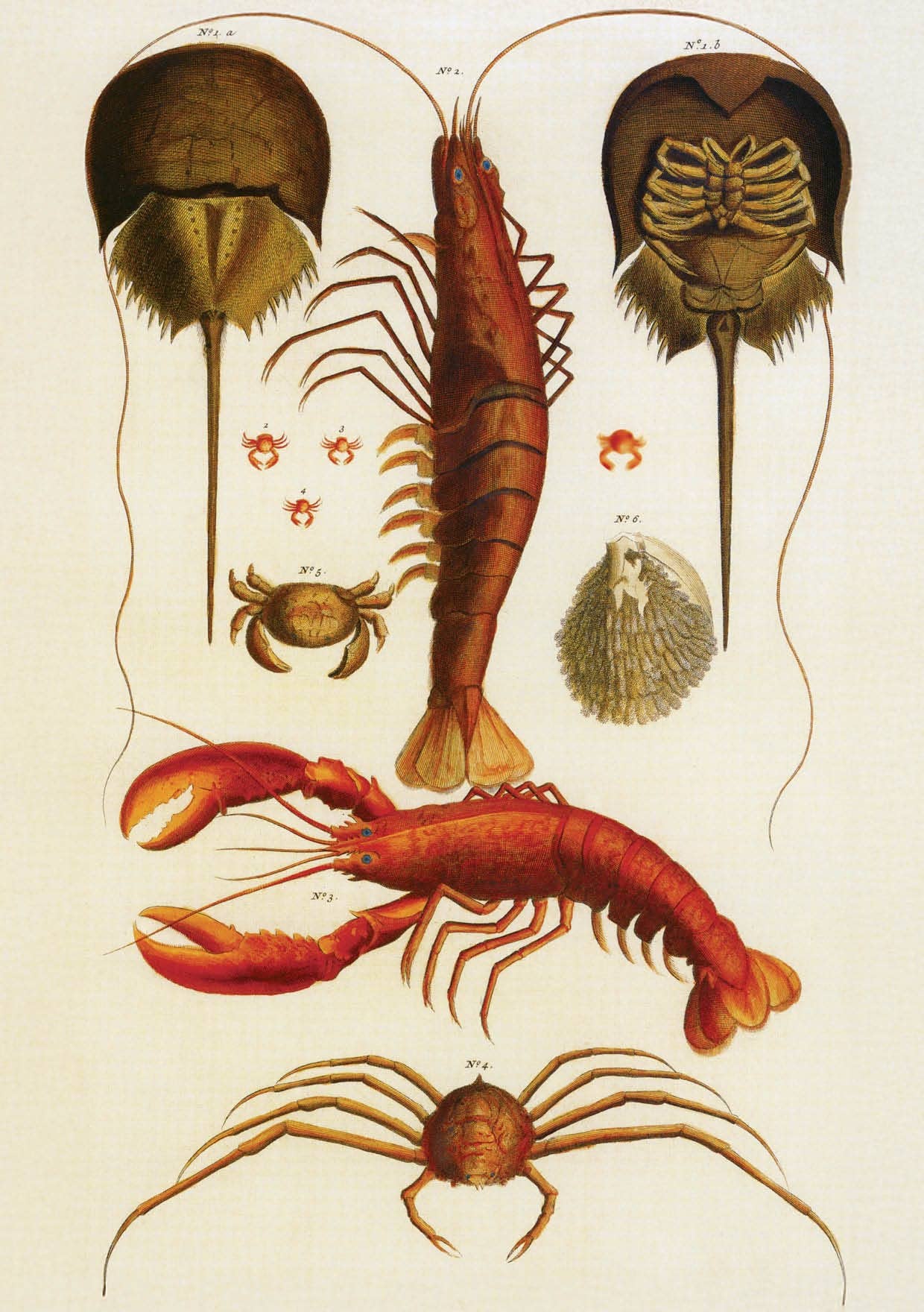The Knowledge of Things by Catch Publishing - Wholesale Postcard - Postcard Horseshoe Crab, Shrimp, Lobster (153442)0