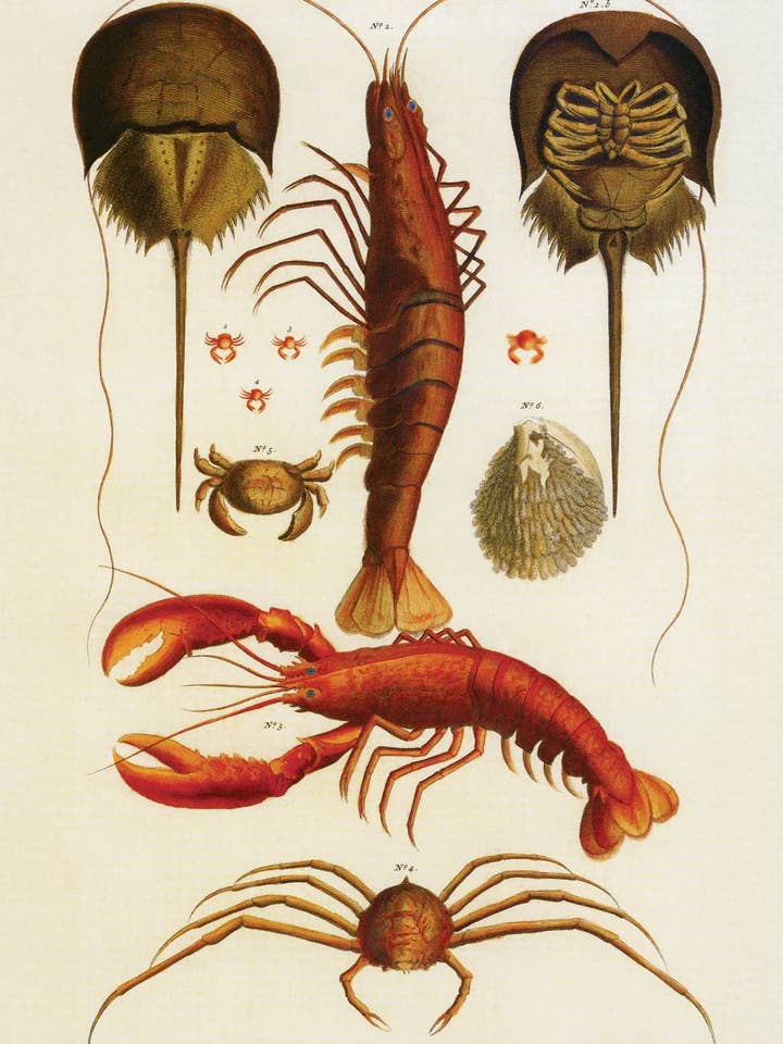 Cartão Postal com Caranguejo Ferradura, Camarão e Lagosta (153442) por atacado de The Knowledge of Things by Catch Publishing