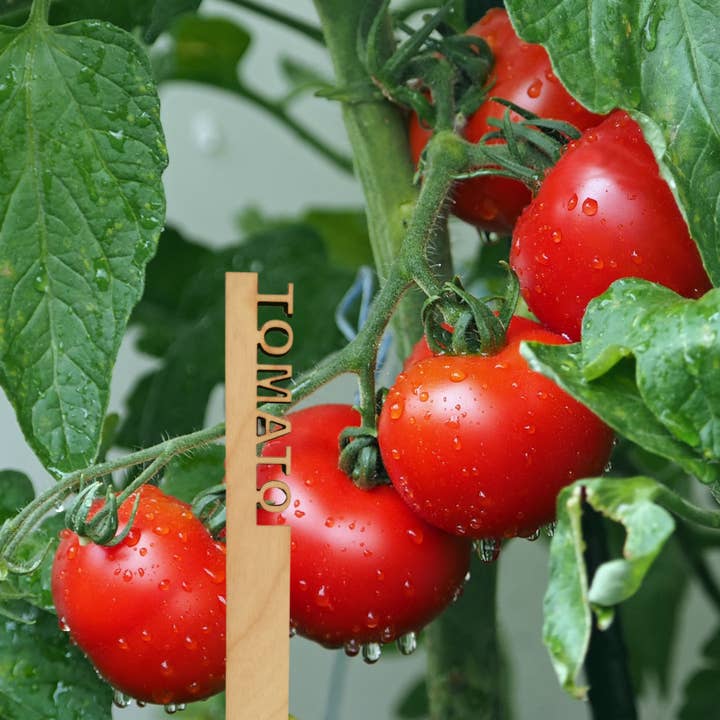 Mankin Laserworks – wholesale Gräspiggar – Birch Wood Garden Stakes (priset är för 3 av vald stil)2