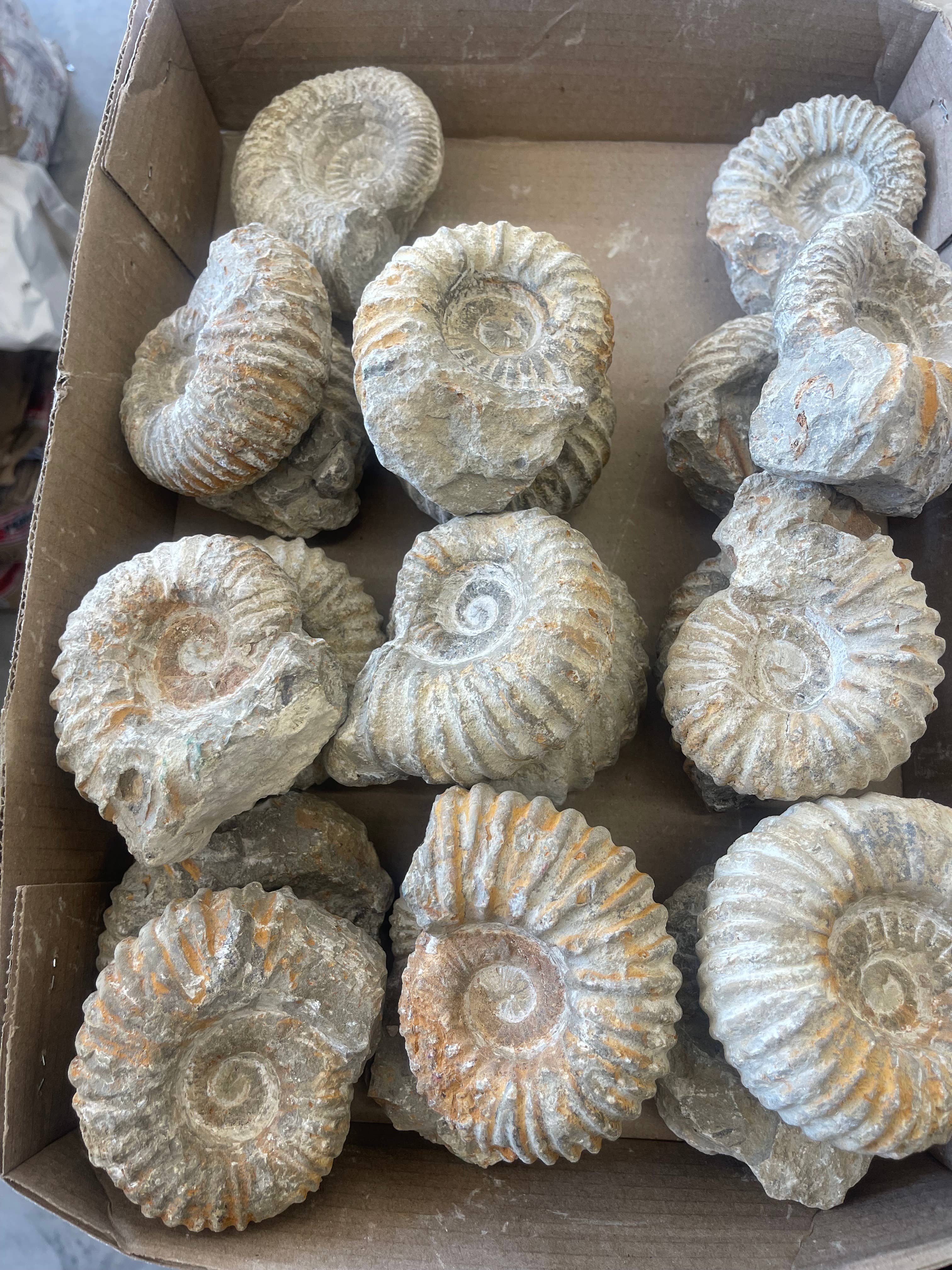 Casablanca Exports - Wholesale Decorative Tabletop Object - Medium Nautilis Ammonite3