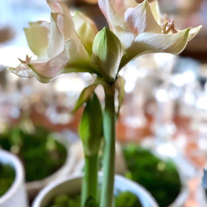 Holiday Amaryllis Potted Garden Compote and other Purchase Wholesale amaryllis bulbs. Free Returns & Net 60 Terms on Faire trending on Faire.