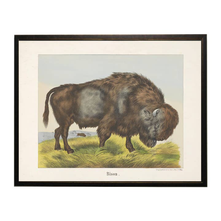 Vintage bison bookplate on a distressed background for wholesale by Antique Curiosities Inc
