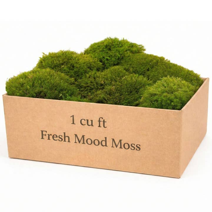 1 cu ft Box of Fresh Live Mood Moss (Terrarium Grade) for wholesale by Moss & Stone Gardens