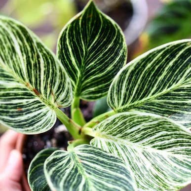 Philodendron Birkin. 2-3 inch starter plant. for wholesale by Dick's Sticks and Exotics