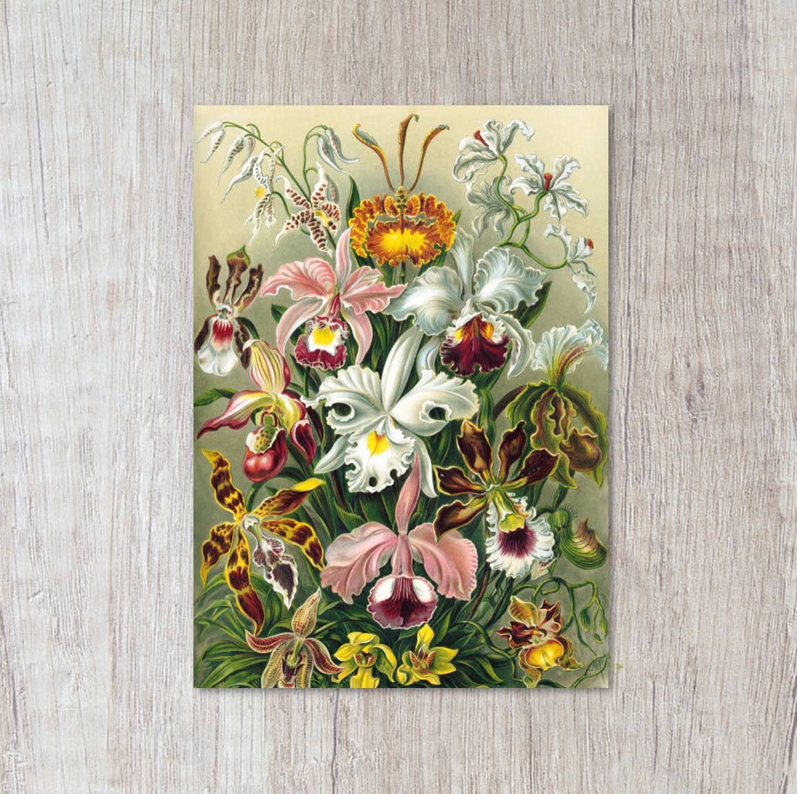 Momokin - Wholesale Postcard - Orchid