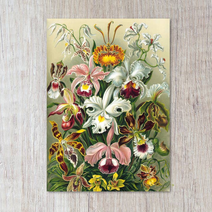 Momokin - Wholesale Postcard - Orchid0