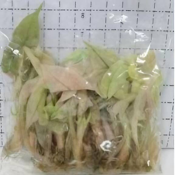 OrchidBox - Wholesale Live Plant - Alocasia "Pink Polly Ghost" TC Plantlet