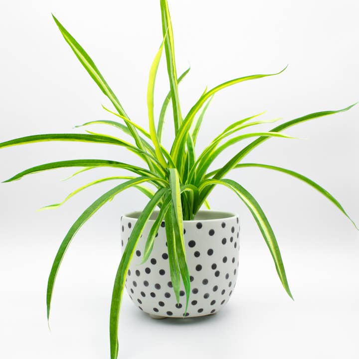 The Small Planter for wholesale by Lindsey La Valle Art + Clay