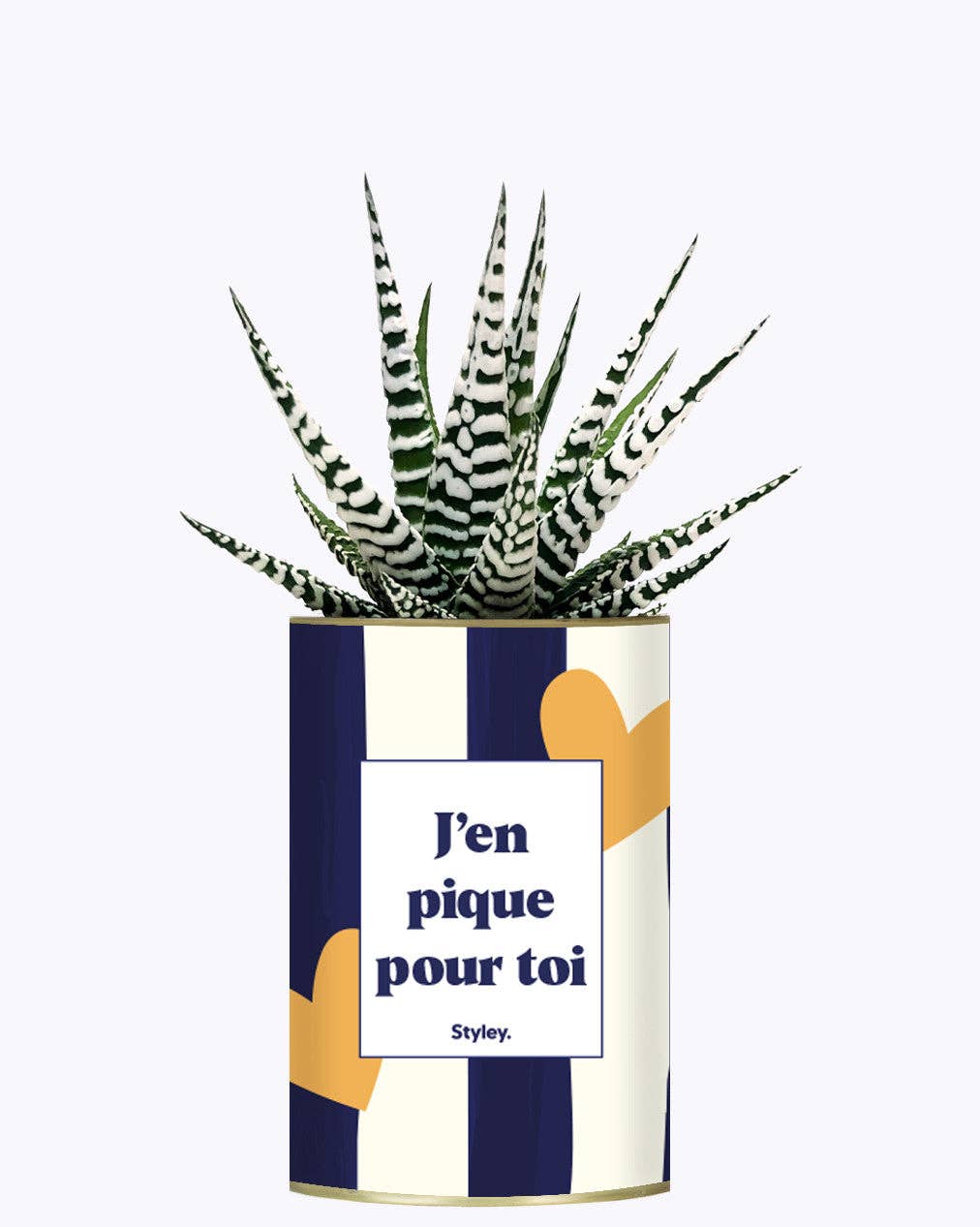 Styley - Wholesale Succulent - J'en Pique Pour Toi - Plante3