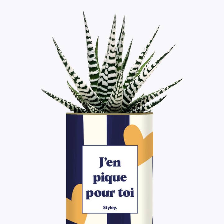 Styley - Wholesale Succulent - J'en Pique Pour Toi - Plante3