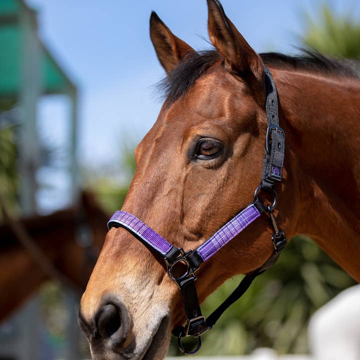 Kensington - Wholesale Horseback Riding Gear - Premium Nylon Halter1