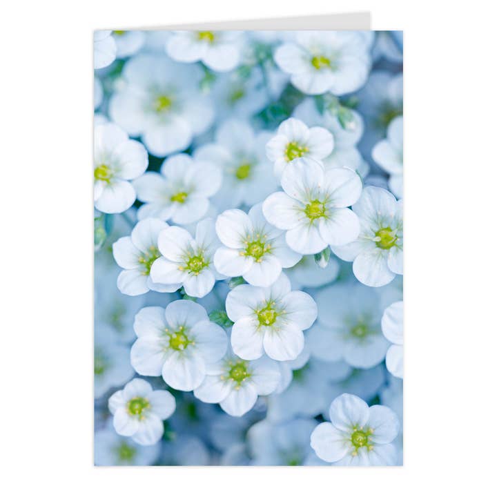 Midi-klapkort "Blågrøn Stenbræk" for engroshandel hos paruspaper. nutzfeine papeterie