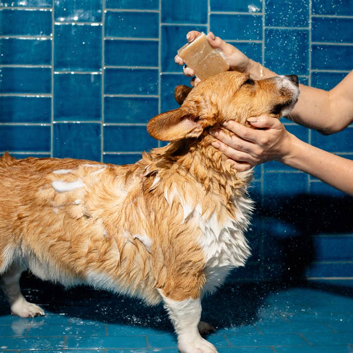 Dog Shampoo Bar - Nourishing, Lavender + Rosemary (6 Pack) for wholesale by Springland Pets