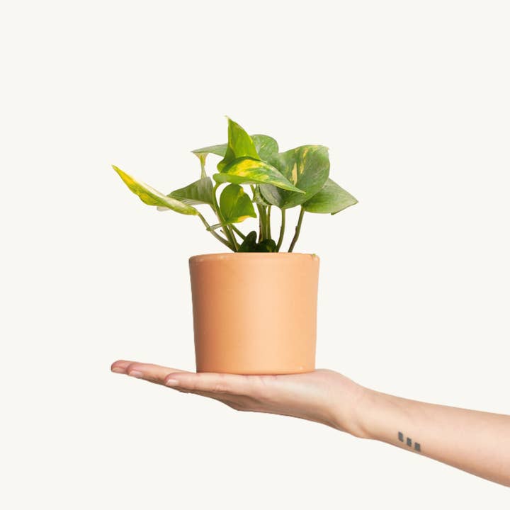Pothos - Epipremnum pinnatum Aureum for wholesale by Miniplanta